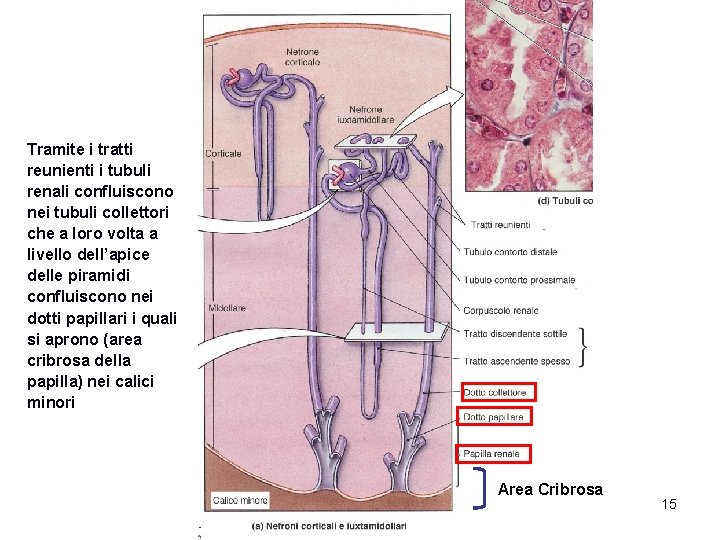 Tramite i tratti reunienti i tubuli renali confluiscono nei tubuli collettori che a loro