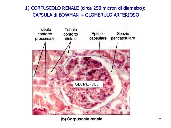 1) CORPUSCOLO RENALE (circa 250 micron di diametro): CAPSULA di BOWMAN + GLOMERULO ARTERIOSO