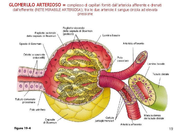 GLOMERULO ARTERIOSO = complesso di capillari forniti dall’arteriola afferente e drenati dall’efferente (RETE MIRABILE