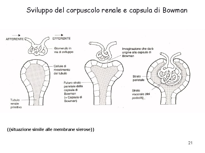 Sviluppo del corpuscolo renale e capsula di Bowman ((situazione simile alle membrane sierose)) 21