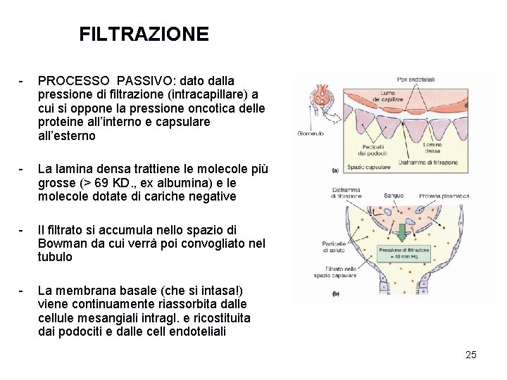 FILTRAZIONE - PROCESSO PASSIVO: dato dalla pressione di filtrazione (intracapillare) a cui si oppone