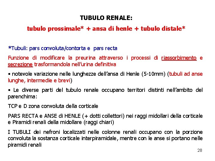 TUBULO RENALE: tubulo prossimale* + ansa di henle + tubulo distale* *Tubuli: pars convoluta/contorta