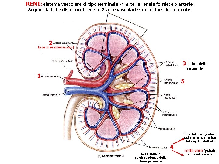 RENI: sistema vascolare di tipo terminale -> arteria renale fornisce 5 arterie Segmentali che