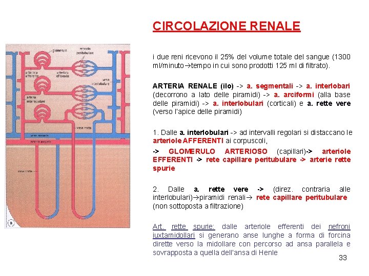 CIRCOLAZIONE RENALE i due reni ricevono il 25% del volume totale del sangue (1300
