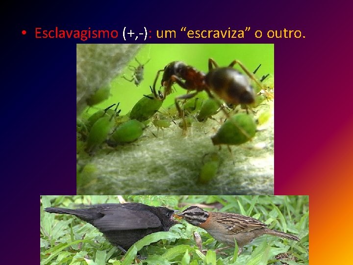  • Esclavagismo (+, -): um “escraviza” o outro. 