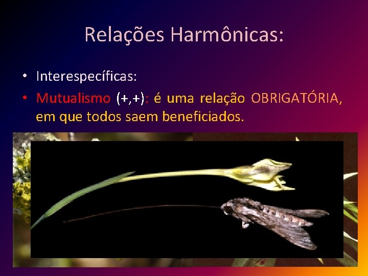 Relações Harmônicas: • Interespecíficas: • Mutualismo (+, +): é uma relação OBRIGATÓRIA, em que