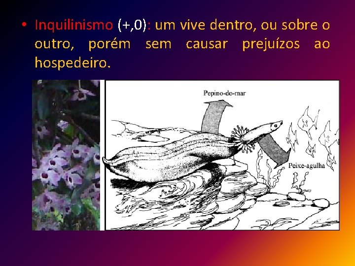  • Inquilinismo (+, 0): um vive dentro, ou sobre o outro, porém sem