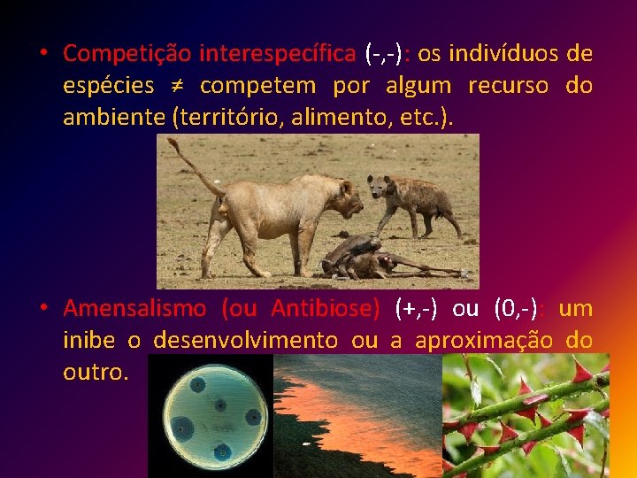  • Competição interespecífica (-, -): os indivíduos de espécies ≠ competem por algum