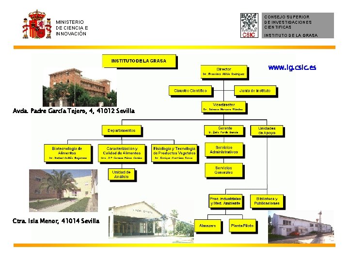 MINISTERIO DE CIENCIA E INNOVACIÓN CONSEJO SUPERIOR DE INVESTIGACIONES CIENTIFICAS INSTITUTO DE LA GRASA