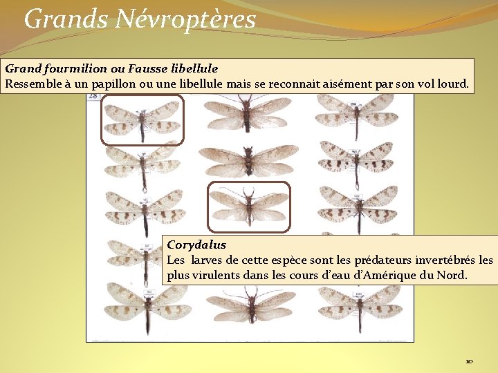 Grands Névroptères Grand fourmilion ou Fausse libellule Ressemble à un papillon ou une libellule