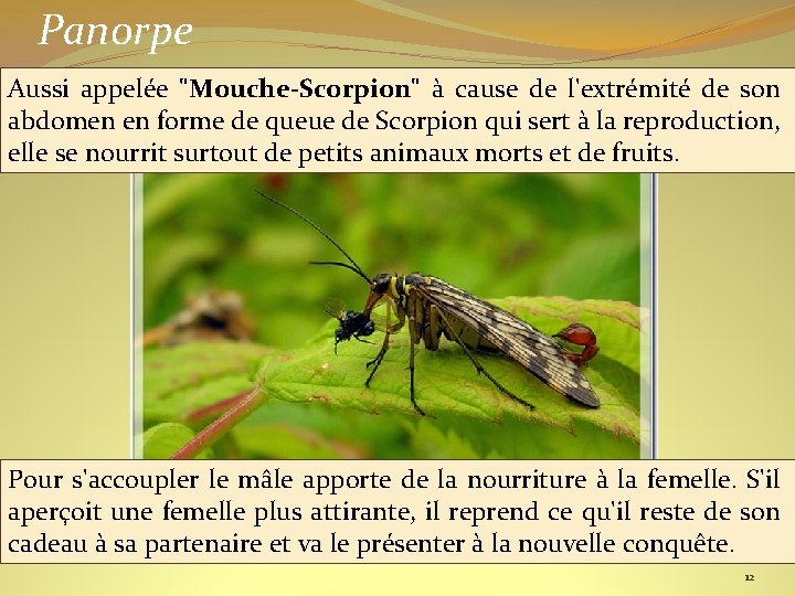 Panorpe Aussi appelée "Mouche-Scorpion" à cause de l'extrémité de son abdomen en forme de