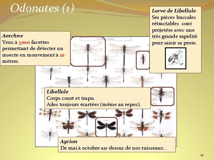 Odonates (1) Aeschne Yeux à 5000 facettes permettant de détecter un insecte en mouvement