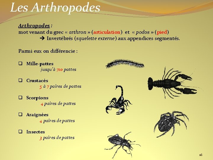 Les Arthropodes : mot venant du grec « arthron » (articulation) et « podos