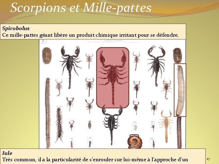 Scorpions et Mille-pattes Spirobolus Ce mille-pattes géant libère un produit chimique irritant pour se