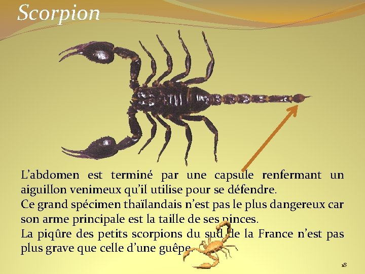 Scorpion L’abdomen est terminé par une capsule renfermant un aiguillon venimeux qu’il utilise pour