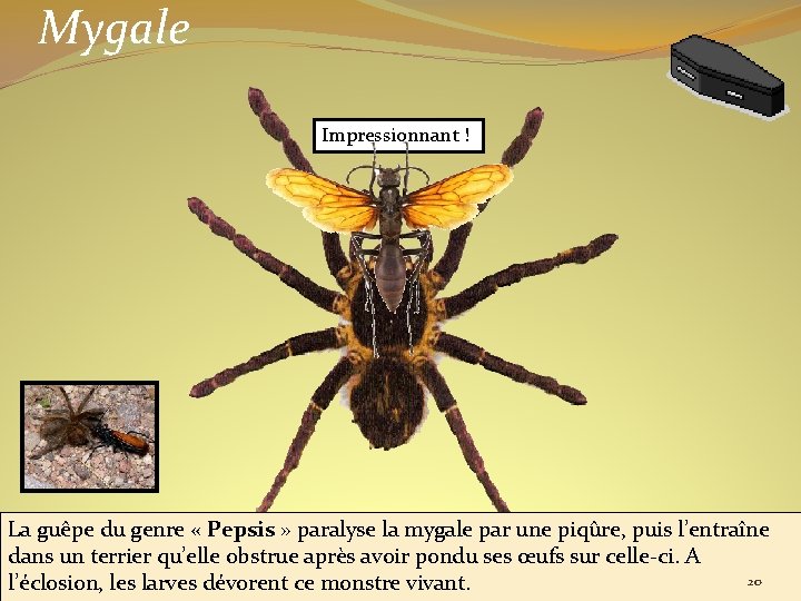 Mygale Impressionnant ! La guêpe du genre « Pepsis » paralyse la mygale par