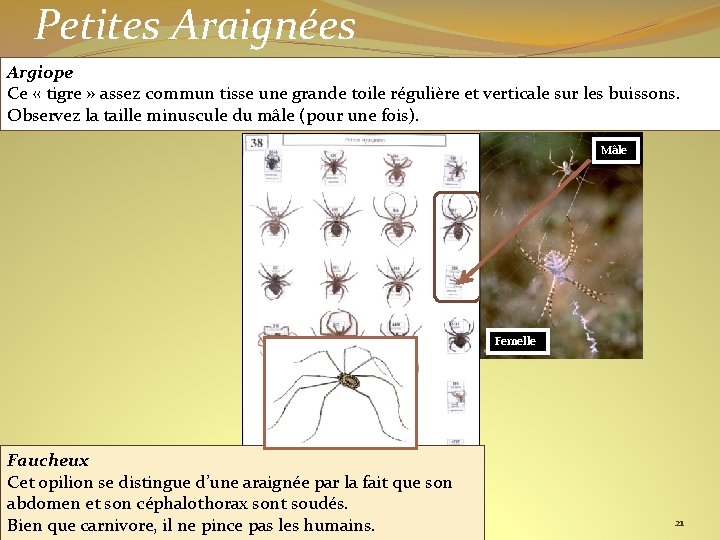 Petites Araignées Argiope Ce « tigre » assez commun tisse une grande toile régulière