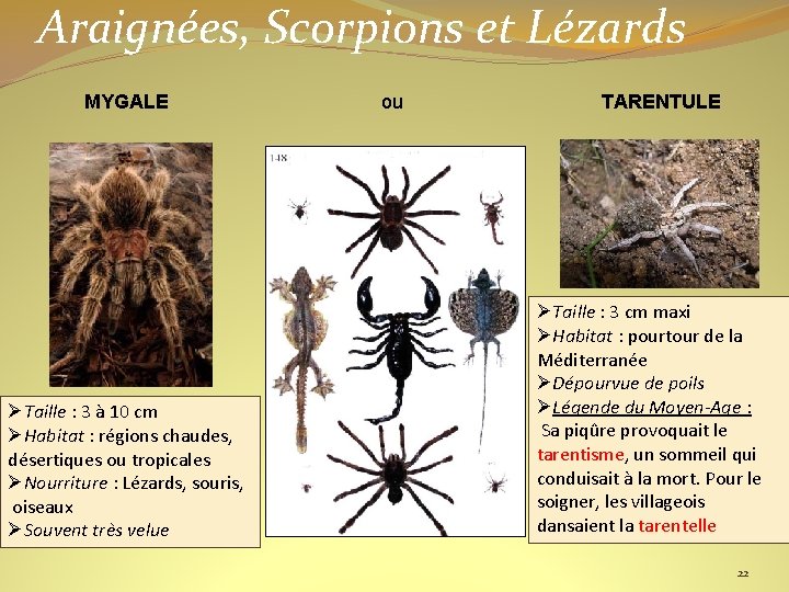 Araignées, Scorpions et Lézards MYGALE ØTaille : 3 à 10 cm ØHabitat : régions
