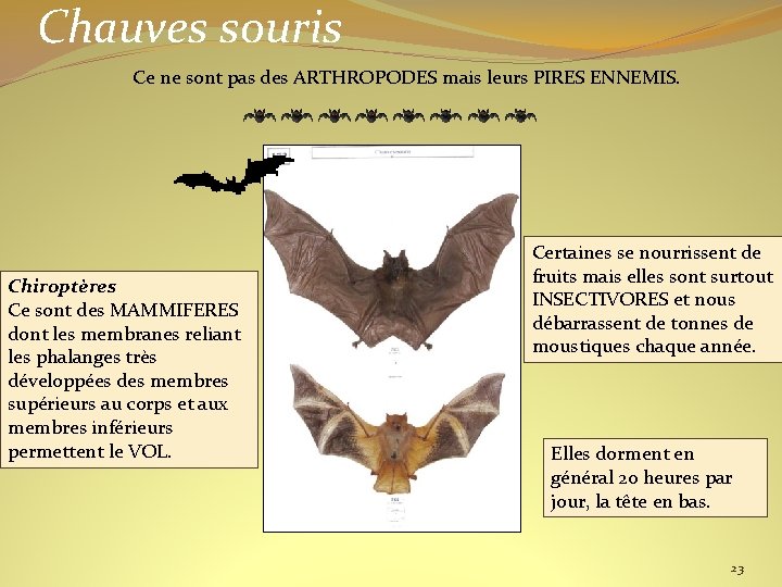 Chauves souris Ce ne sont pas des ARTHROPODES mais leurs PIRES ENNEMIS. Chiroptères Ce