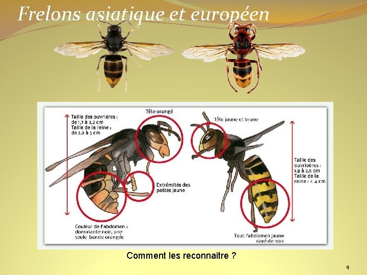 Frelons asiatique et européen Introduit accidentellement dans le Sud-Ouest de la France en 2004,