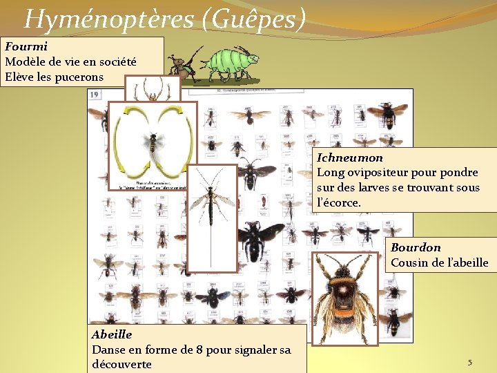 Hyménoptères (Guêpes) Fourmi Modèle de vie en société Elève les pucerons Ichneumon Long ovipositeur