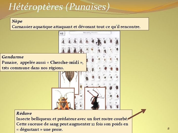 Hétéroptères (Punaises) Nèpe Carnassier aquatique attaquant et dévorant tout ce qu’il rencontre. Gendarme Punaise,