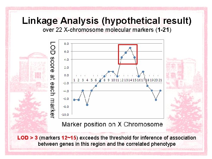 Linkage Analysis (hypothetical result) over 22 X-chromosome molecular markers (1 -21) LOD > 3