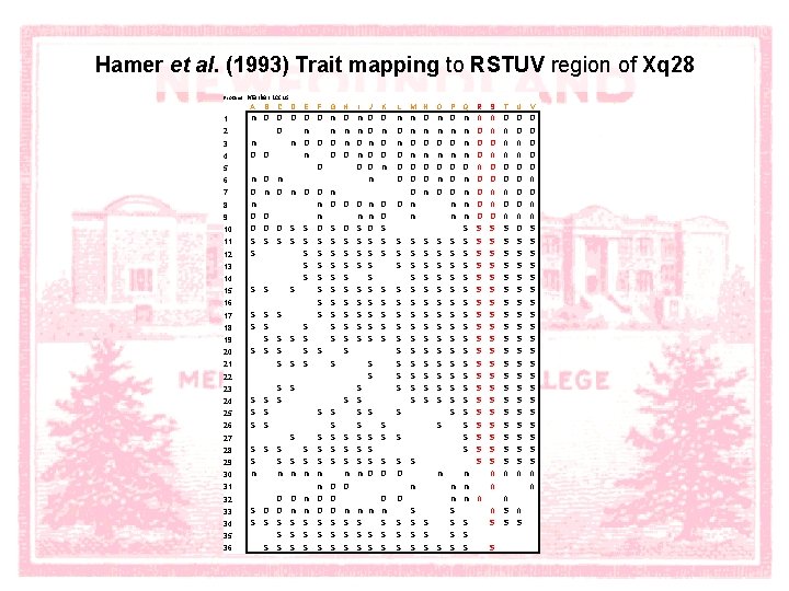 Hamer et al. (1993) Trait mapping to RSTUV region of Xq 28 Proband 1