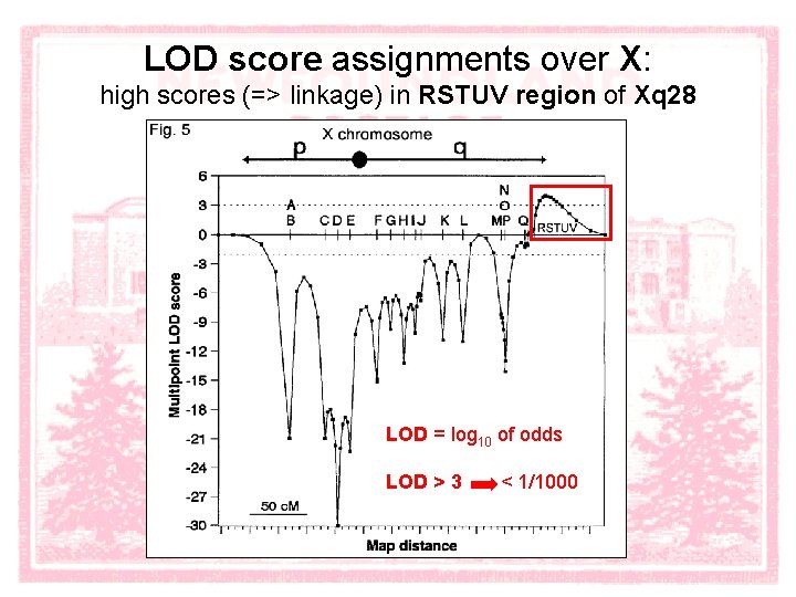 LOD score assignments over X: high scores (=> linkage) in RSTUV region of Xq