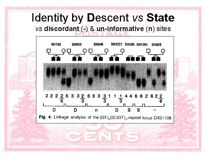 Identity by Descent vs State vs discordant (-) & un-informative (n) sites 