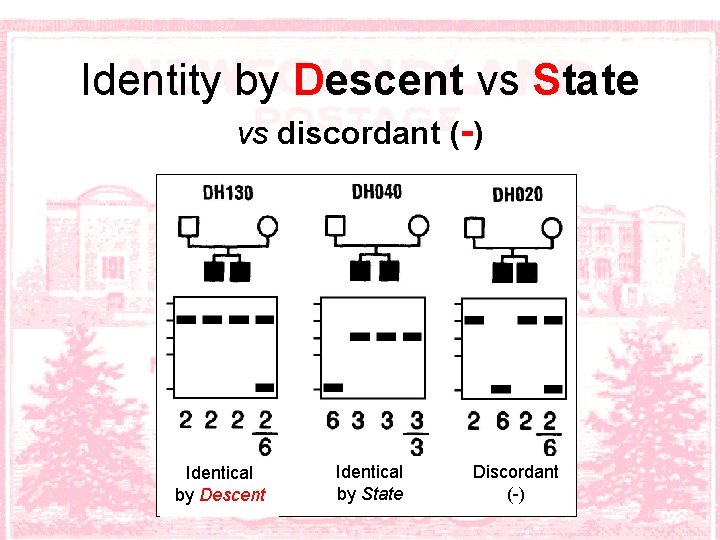 Identity by Descent vs State vs discordant (-) Identical by Descent Identical by State