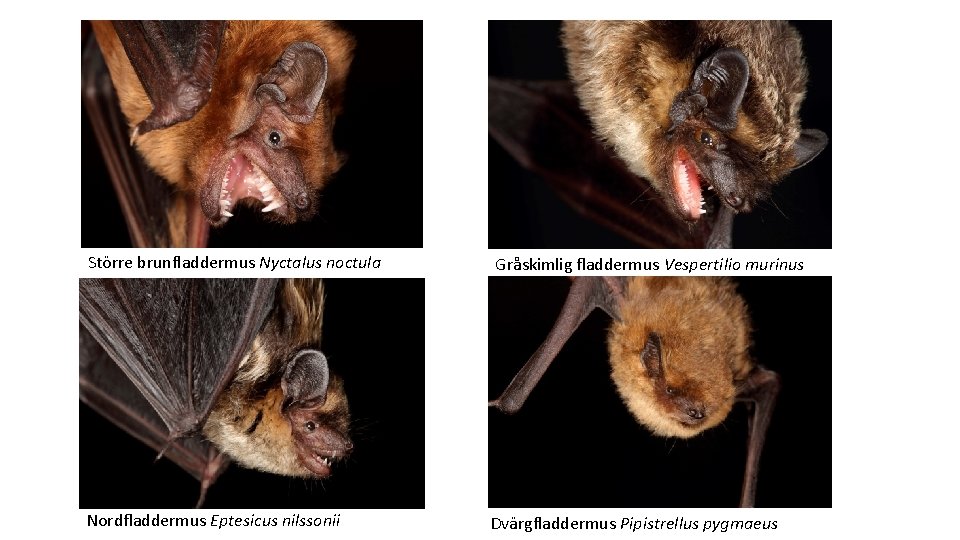 Större brunfladdermus Nyctalus noctula Nordfladdermus Eptesicus nilssonii Gråskimlig fladdermus Vespertilio murinus Dvärgfladdermus Pipistrellus pygmaeus