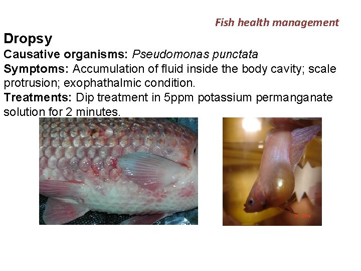 Fish health management Dropsy Causative organisms: Pseudomonas punctata Symptoms: Accumulation of fluid inside the