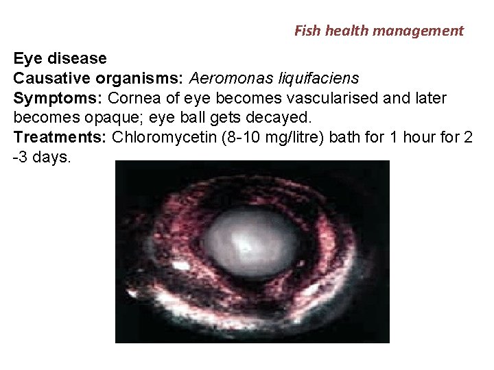 Fish health management Eye disease Causative organisms: Aeromonas liquifaciens Symptoms: Cornea of eye becomes
