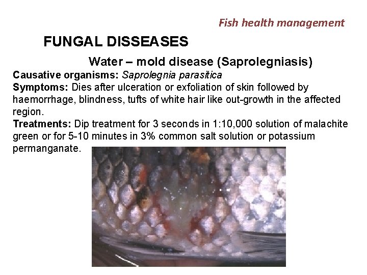 Fish health management FUNGAL DISSEASES Water – mold disease (Saprolegniasis) Causative organisms: Saprolegnia parasitica