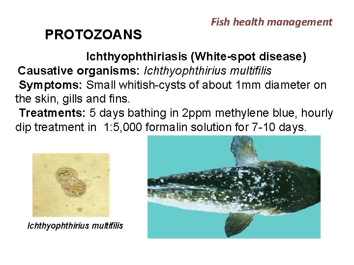 PROTOZOANS Fish health management Ichthyophthiriasis (White-spot disease) Causative organisms: Ichthyophthirius multifilis Symptoms: Small whitish-cysts