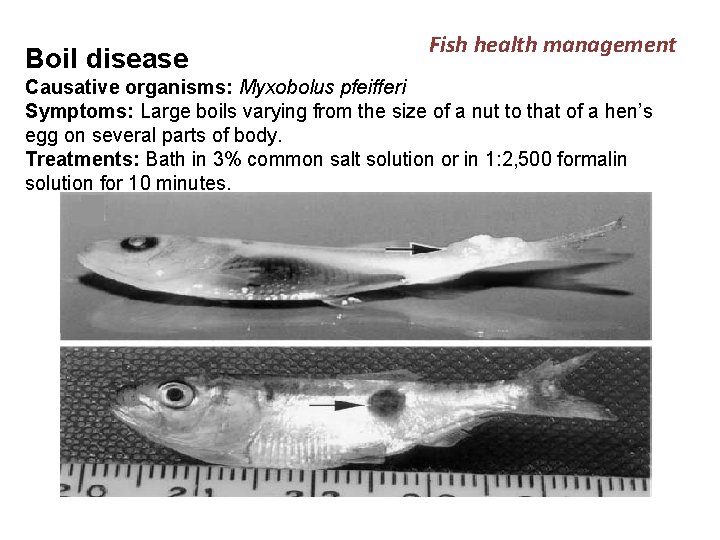 Boil disease Fish health management Causative organisms: Myxobolus pfeifferi Symptoms: Large boils varying from