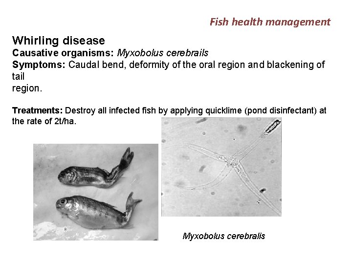 Fish health management Whirling disease Causative organisms: Myxobolus cerebrails Symptoms: Caudal bend, deformity of