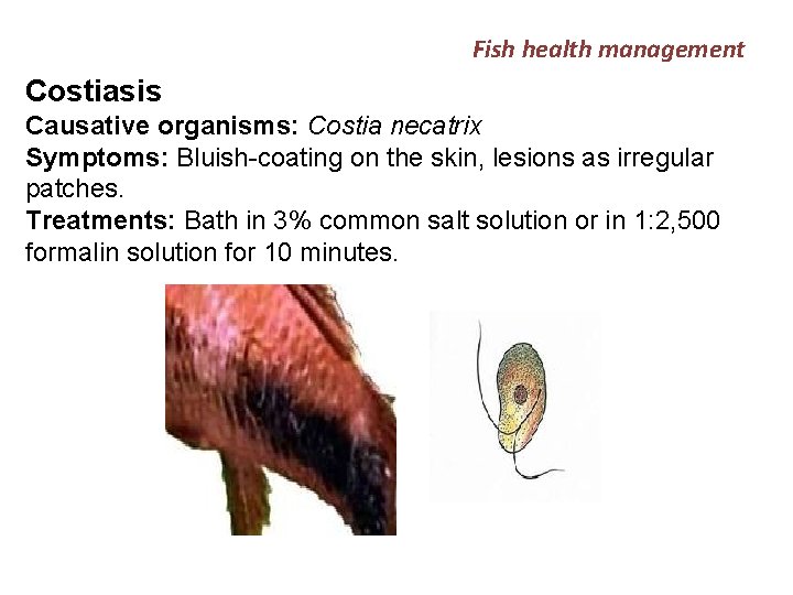 Fish health management Costiasis Causative organisms: Costia necatrix Symptoms: Bluish-coating on the skin, lesions