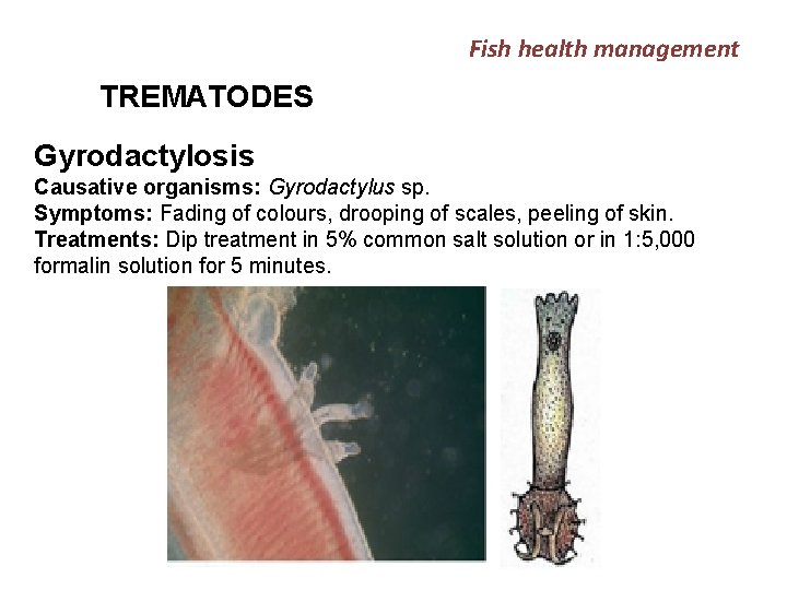 Fish health management TREMATODES Gyrodactylosis Causative organisms: Gyrodactylus sp. Symptoms: Fading of colours, drooping