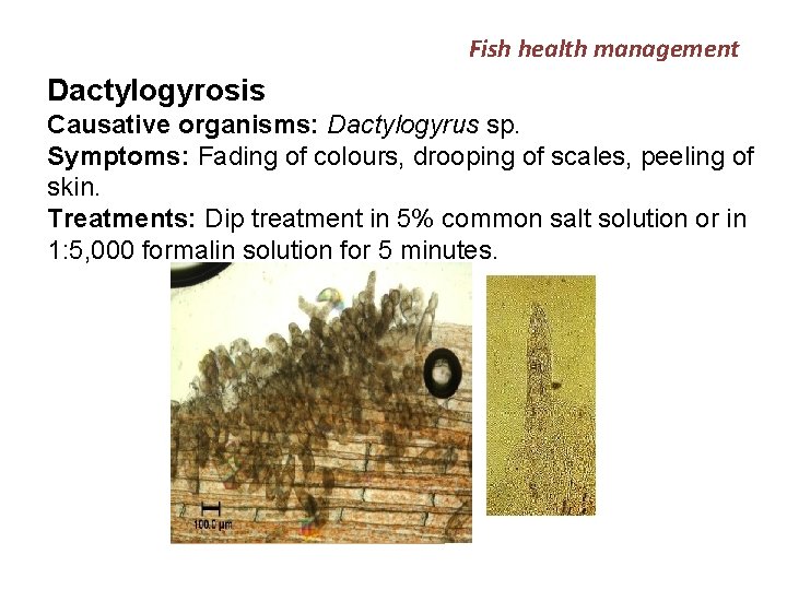 Fish health management Dactylogyrosis Causative organisms: Dactylogyrus sp. Symptoms: Fading of colours, drooping of