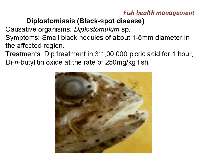 Fish health management Diplostomiasis (Black-spot disease) Causative organisms: Diplostomulum sp. Symptoms: Small black nodules