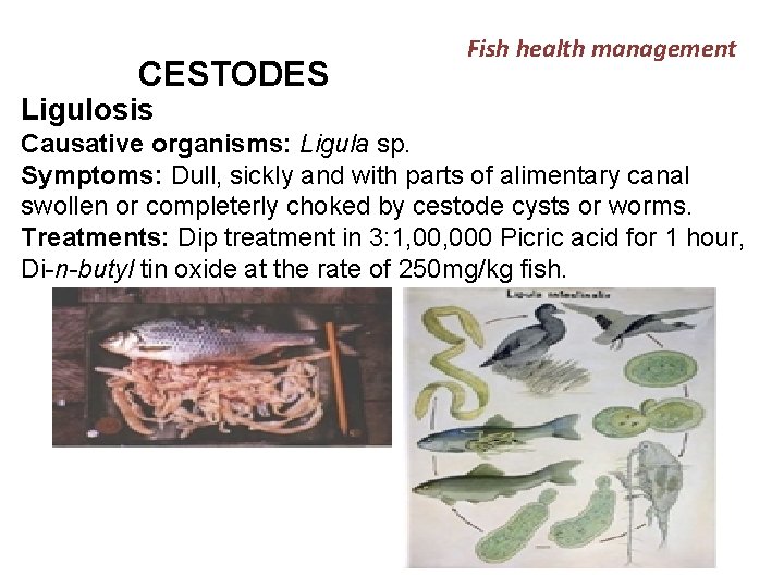 CESTODES Fish health management Ligulosis Causative organisms: Ligula sp. Symptoms: Dull, sickly and with