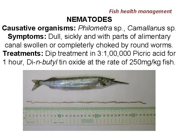 Fish health management NEMATODES Causative organisms: Philometra sp. , Camallanus sp. Symptoms: Dull, sickly