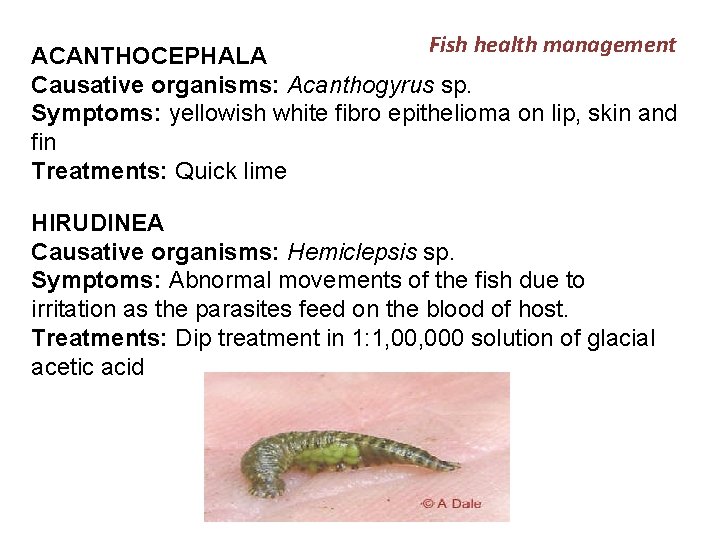 Fish health management ACANTHOCEPHALA Causative organisms: Acanthogyrus sp. Symptoms: yellowish white fibro epithelioma on