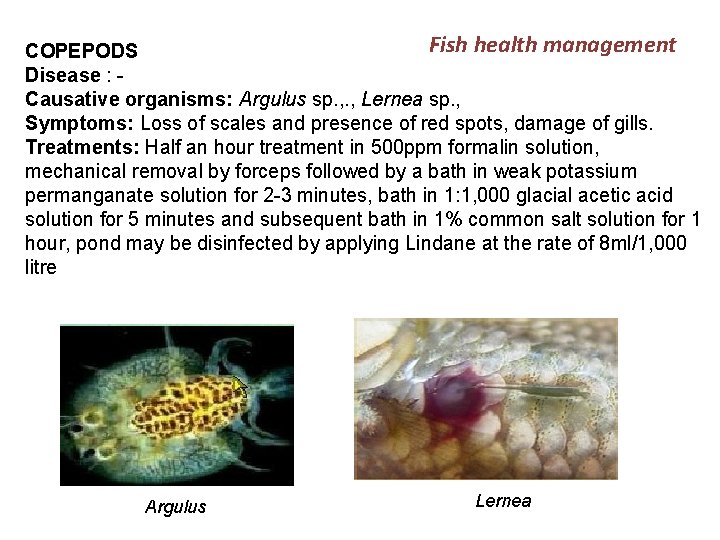 Fish health management COPEPODS Disease : Causative organisms: Argulus sp. , Lernea sp. ,