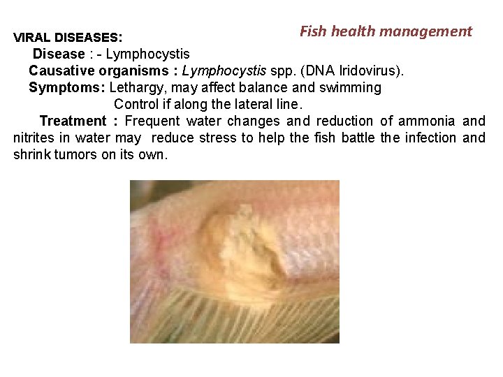 VIRAL DISEASES: Fish health management Disease : - Lymphocystis Causative organisms : Lymphocystis spp.