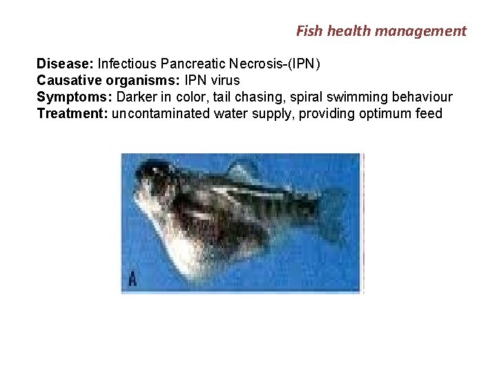Fish health management Disease: Infectious Pancreatic Necrosis-(IPN) Causative organisms: IPN virus Symptoms: Darker in