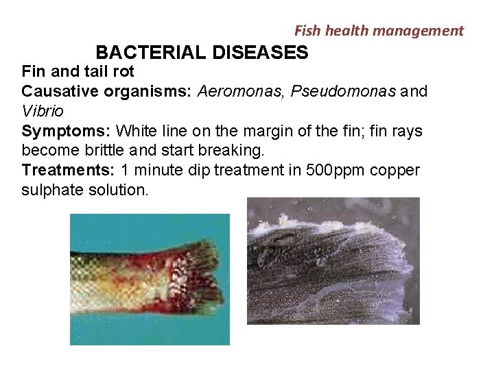 Fish health management BACTERIAL DISEASES Fin and tail rot Causative organisms: Aeromonas, Pseudomonas and