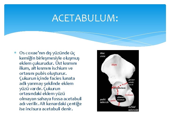 ACETABULUM: Os coxae’nın dış yüzünde üç kemiğin birleşmesiyle oluşmuş eklem çukurudur. Üst kısmını ilium,